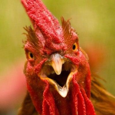 photo of Rockland R.