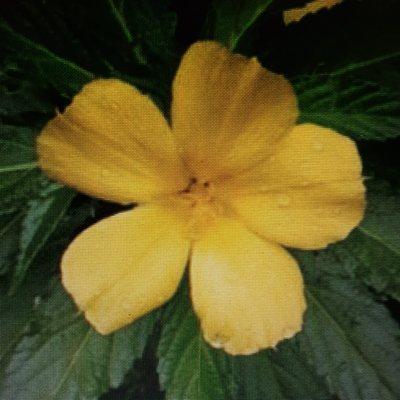 Photo of Damiana L.