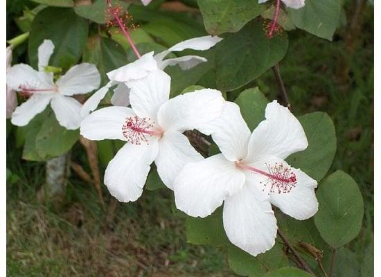 Photo of Claudine I.
