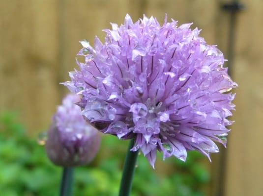 photo of Stephanie B.