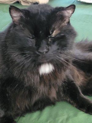 Photo of harlow