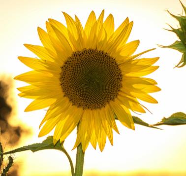 photo of Sunshine N.