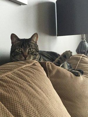 photo of Brittany R.