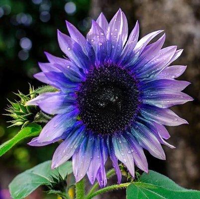 Photo of Princess T.