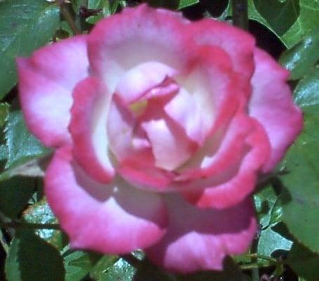Photo of Kimberly M.