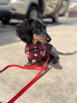 photo of Veronica P.