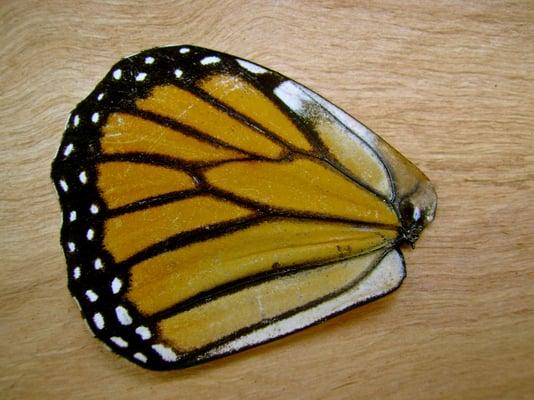 photo of Nicholson D.