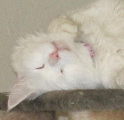 photo of Gwenifer C.