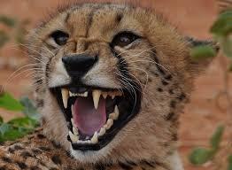 Photo of Cheetah W.