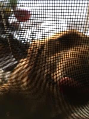 photo of Fantastic F.