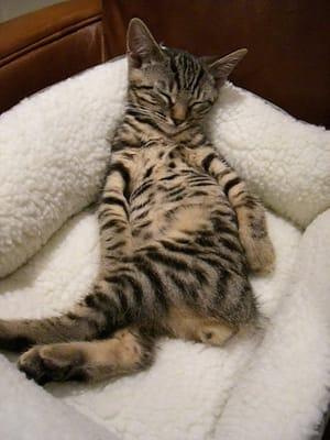 photo of sunflower b.