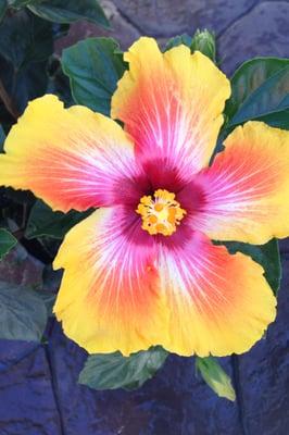 photo of Kathleen G.