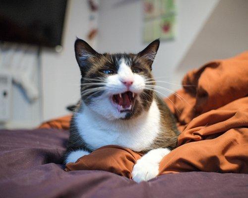 photo of Cat Lady A.