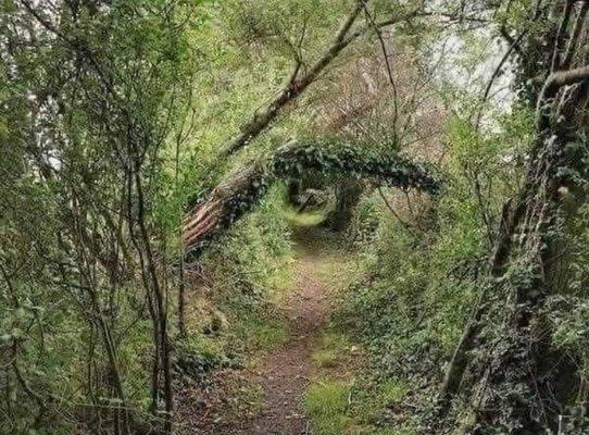 Photo of Skywalker 5.