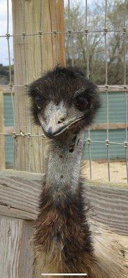 photo of Jonny aladin hala J.