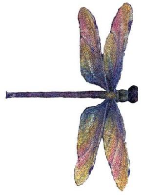 photo of Dragonfly C.