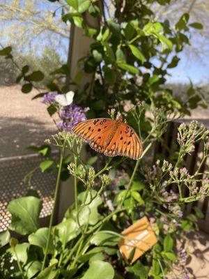 photo of Savhanna F.