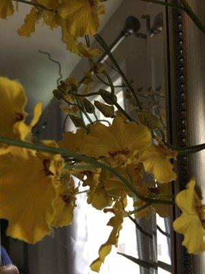 Photo of Hibislea H.