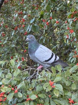 Photo of Augustus R.