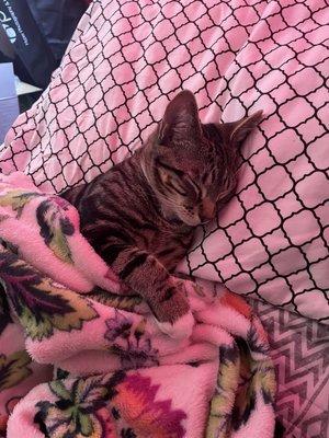 Photo of Alexander H.