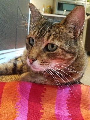 photo of Annalisa N.