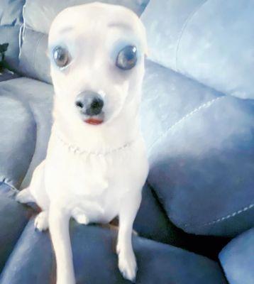 Photo of Halo M.
