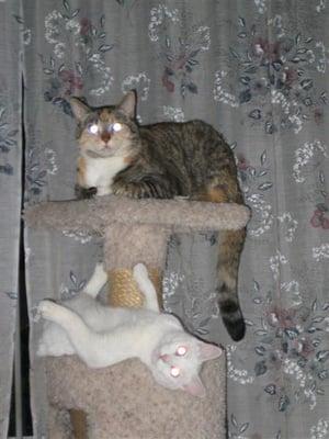 Photo of Melissa C.