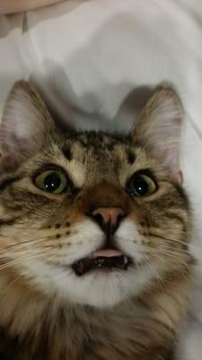 Photo of Mittens M.