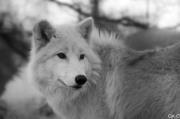Photo of Sarko N.
