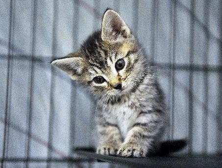 photo of Ricelover K.