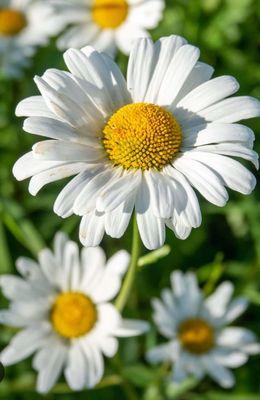 Photo of Daisy R.