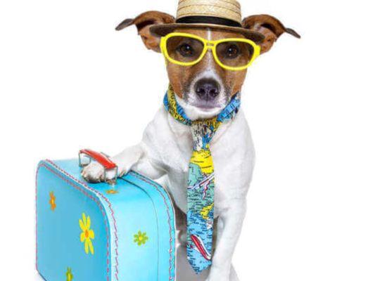 photo of Wanderluster W.