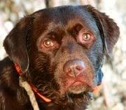 photo of J. Daniel B.