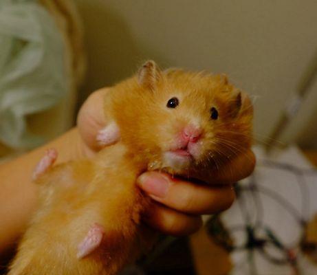 photo of Nianchen L.