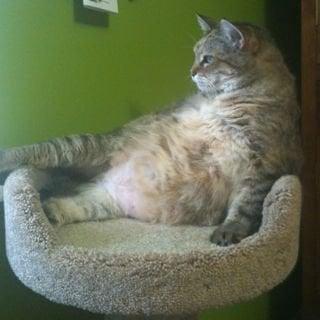 Photo of Missy E.