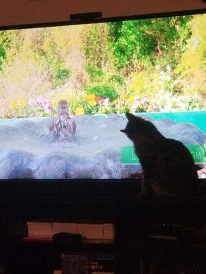 photo of WalkinFaith 3.