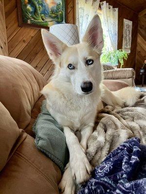 Photo of Shasta D.