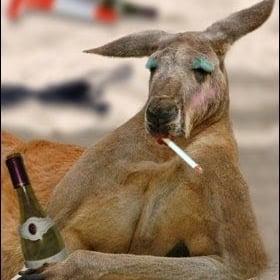 photo of TheSillyKangaroos ..