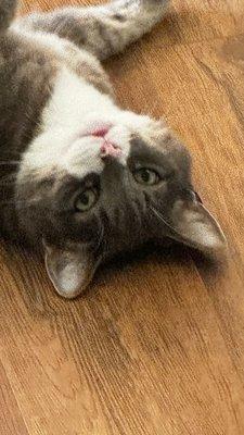 photo of Synclaire M.