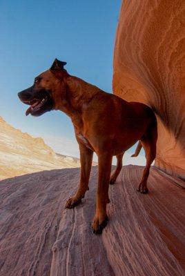 photo of Paw Savvy M.