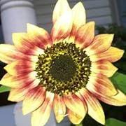 photo of Jennifer B.