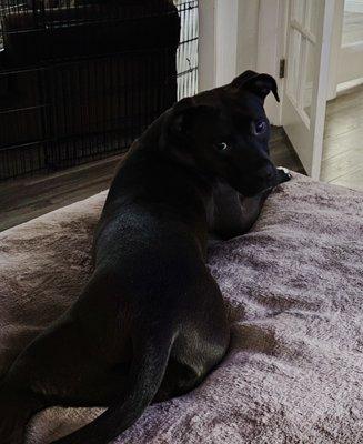 photo of Giovanni A.