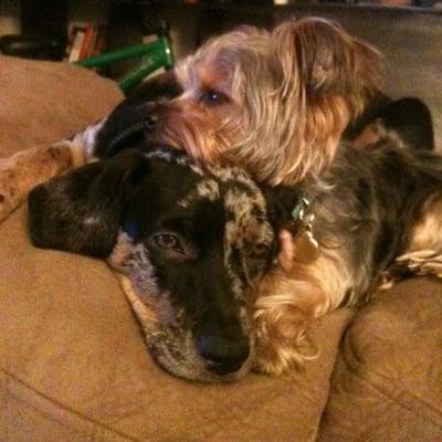 photo of Petrushka D.