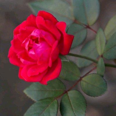 Photo of Meenakshi S.