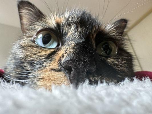 Photo of Nina S.