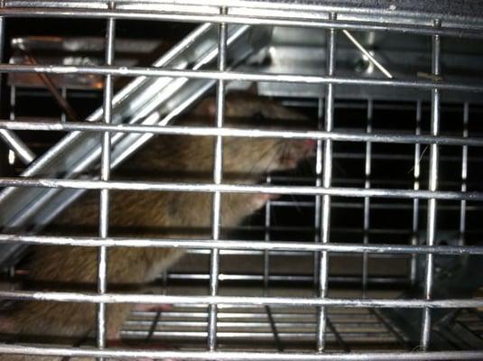 Photo of Marwello T.