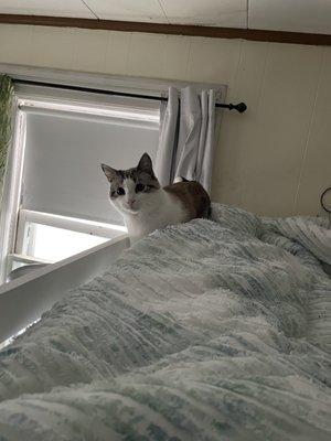 Photo of Phi C.