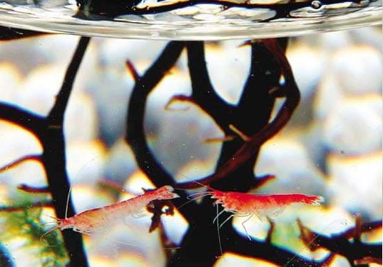 photo of Reginald C.