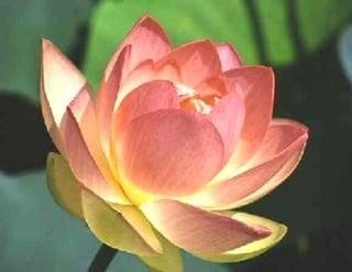 Photo of Iamsukie N.