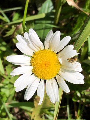 photo of Yasamine C.